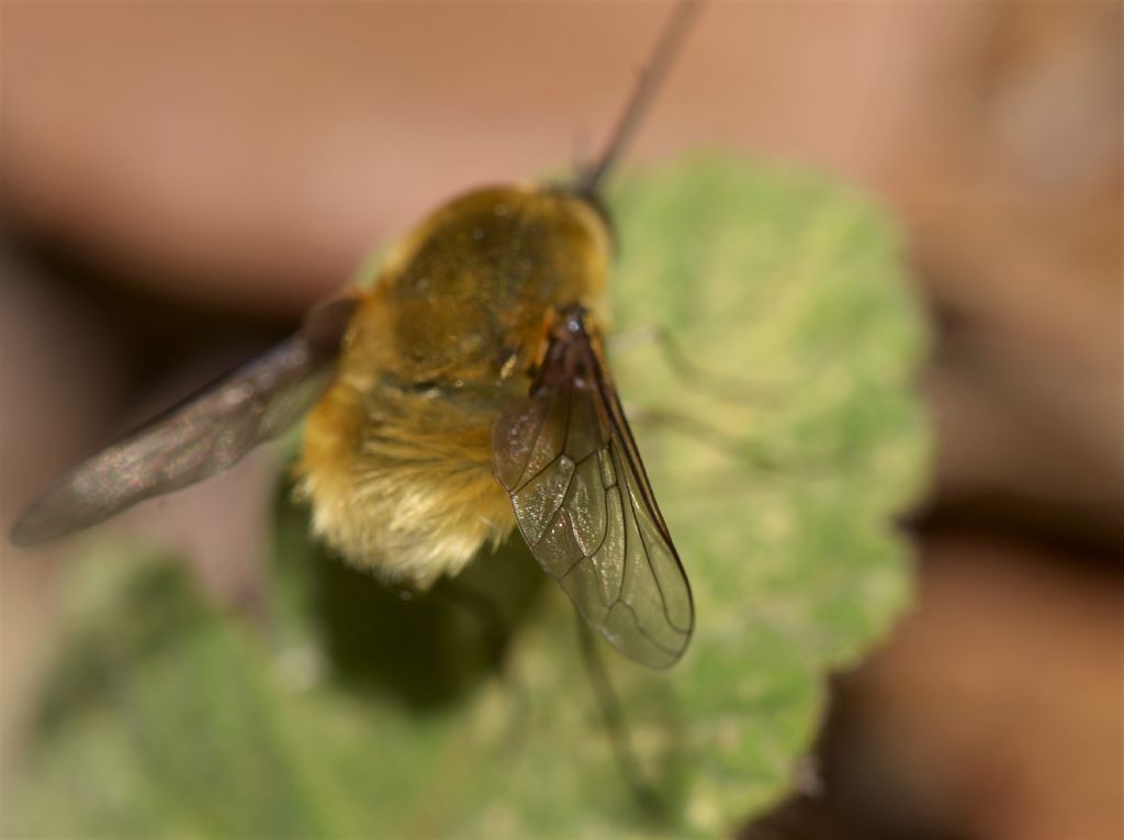 Bombyliidae: Bombylius cfr. minor